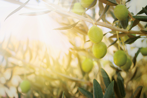 Garanzie riconosciute dall’accordo di filiera Firmato Dagli Agricoltori Italiani